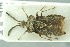  (Aradus brevicollis - MG167)  @11 [ ] CreativeCommons - Attribution Non-Commercial Share-Alike (2016) SNSB, Staatliche Naturwissenschaftliche Sammlungen Bayerns ZSM (SNSB, Zoologische Staatssammlung Muenchen)