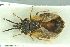  ( - MG178)  @12 [ ] CreativeCommons - Attribution Non-Commercial Share-Alike (2016) SNSB, Staatliche Naturwissenschaftliche Sammlungen Bayerns ZSM (SNSB, Zoologische Staatssammlung Muenchen)