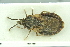  ( - MG179b)  @12 [ ] CreativeCommons - Attribution Non-Commercial Share-Alike (2016) SNSB, Staatliche Naturwissenschaftliche Sammlungen Bayerns ZSM (SNSB, Zoologische Staatssammlung Muenchen)