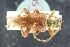  (Akimerus - GBOLRL0005)  @11 [ ] CreativeCommons - Attribution Non-Commercial Share-Alike (2016) SNSB, Staatliche Naturwissenschaftliche Sammlungen Bayerns ZSM (SNSB, Zoologische Staatssammlung Muenchen)