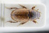  (Acanthobodilus - GBOLRL0103)  @11 [ ] CreativeCommons - Attribution Non-Commercial Share-Alike (2016) SNSB, Staatliche Naturwissenschaftliche Sammlungen Bayerns ZSM (SNSB, Zoologische Staatssammlung Muenchen)