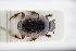  (Caccobius schreberi - GBOLRL0109)  @11 [ ] CreativeCommons - Attribution Non-Commercial Share-Alike (2016) SNSB, Staatliche Naturwissenschaftliche Sammlungen Bayerns ZSM (SNSB, Zoologische Staatssammlung Muenchen)