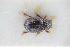  (Diastictus vulneratus - GBOLRL0111)  @11 [ ] CreativeCommons - Attribution Non-Commercial Share-Alike (2016) SNSB, Staatliche Naturwissenschaftliche Sammlungen Bayerns ZSM (SNSB, Zoologische Staatssammlung Muenchen)