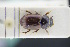  (Neagolius - GBOLRL0126)  @11 [ ] CreativeCommons - Attribution Non-Commercial Share-Alike (2016) SNSB, Staatliche Naturwissenschaftliche Sammlungen Bayerns ZSM (SNSB, Zoologische Staatssammlung Muenchen)