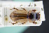  (Alocoderus - GBOLRL0130)  @11 [ ] CreativeCommons - Attribution Non-Commercial Share-Alike (2016) SNSB, Staatliche Naturwissenschaftliche Sammlungen Bayerns ZSM (SNSB, Zoologische Staatssammlung Muenchen)