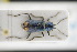  (Clanoptilus spinipennis - GBOLRL0158)  @11 [ ] CreativeCommons - Attribution Non-Commercial Share-Alike (2016) SNSB, Staatliche Naturwissenschaftliche Sammlungen Bayerns ZSM (SNSB, Zoologische Staatssammlung Muenchen)