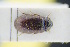  (Globicornis corticalis - GBOLRL0244)  @11 [ ] CreativeCommons - Attribution Non-Commercial Share-Alike (2016) SNSB, Staatliche Naturwissenschaftliche Sammlungen Bayerns ZSM (SNSB, Zoologische Staatssammlung Muenchen)