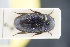  (Dermestes olivieri - GBOLRL0246)  @11 [ ] CreativeCommons - Attribution Non-Commercial Share-Alike (2016) SNSB, Staatliche Naturwissenschaftliche Sammlungen Bayerns ZSM (SNSB, Zoologische Staatssammlung Muenchen)