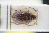  (Elodes gredleri - GBOLRL0249)  @11 [ ] CreativeCommons - Attribution Non-Commercial Share-Alike (2016) SNSB, Staatliche Naturwissenschaftliche Sammlungen Bayerns ZSM (SNSB, Zoologische Staatssammlung Muenchen)