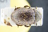  (Byrrhus alpinus - GBOLRL0255)  @11 [ ] CreativeCommons - Attribution Non-Commercial Share-Alike (2016) SNSB, Staatliche Naturwissenschaftliche Sammlungen Bayerns ZSM (SNSB, Zoologische Staatssammlung Muenchen)