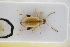  (Longitarsus longipennis - GBOLRL0272)  @11 [ ] CreativeCommons - Attribution Non-Commercial Share-Alike (2016) SNSB, Staatliche Naturwissenschaftliche Sammlungen Bayerns ZSM (SNSB, Zoologische Staatssammlung Muenchen)