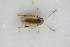  (Longitarsus minimus - GBOLRL0274)  @11 [ ] CreativeCommons - Attribution Non-Commercial Share-Alike (2016) SNSB, Staatliche Naturwissenschaftliche Sammlungen Bayerns ZSM (SNSB, Zoologische Staatssammlung Muenchen)