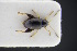  (Longitarsus niger - GBOLRL0280)  @11 [ ] CreativeCommons - Attribution Non-Commercial Share-Alike (2016) SNSB, Staatliche Naturwissenschaftliche Sammlungen Bayerns ZSM (SNSB, Zoologische Staatssammlung Muenchen)