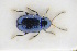  (Hermaeophaga cicatrix - GBOLRL0285)  @11 [ ] CreativeCommons - Attribution Non-Commercial Share-Alike (2016) SNSB, Staatliche Naturwissenschaftliche Sammlungen Bayerns ZSM (SNSB, Zoologische Staatssammlung Muenchen)