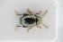  (Dibolia cryptocephala - GBOLRL0287)  @11 [ ] CreativeCommons - Attribution Non-Commercial Share-Alike (2016) SNSB, Staatliche Naturwissenschaftliche Sammlungen Bayerns ZSM (SNSB, Zoologische Staatssammlung Muenchen)