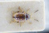  (Ochrosis - GBOLRL0290)  @11 [ ] CreativeCommons - Attribution Non-Commercial Share-Alike (2016) SNSB, Staatliche Naturwissenschaftliche Sammlungen Bayerns ZSM (SNSB, Zoologische Staatssammlung Muenchen)