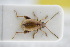  (Longitarsus australis - GBOLRL0312)  @11 [ ] CreativeCommons - Attribution Non-Commercial Share-Alike (2016) SNSB, Staatliche Naturwissenschaftliche Sammlungen Bayerns ZSM (SNSB, Zoologische Staatssammlung Muenchen)