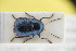  (Cryptocephalus villosulus - GBOLRL0324)  @11 [ ] CreativeCommons - Attribution Non-Commercial Share-Alike (2016) SNSB, Staatliche Naturwissenschaftliche Sammlungen Bayerns ZSM (SNSB, Zoologische Staatssammlung Muenchen)