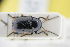  (Cryptocephalus quadriguttatus - GBOLRL0328)  @11 [ ] CreativeCommons - Attribution Non-Commercial Share-Alike (2016) SNSB, Staatliche Naturwissenschaftliche Sammlungen Bayerns ZSM (SNSB, Zoologische Staatssammlung Muenchen)