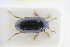  (Hydroporus longicornis - GBOLRL0380)  @11 [ ] CreativeCommons - Attribution Non-Commercial Share-Alike (2016) SNSB, Staatliche Naturwissenschaftliche Sammlungen Bayerns ZSM (SNSB, Zoologische Staatssammlung Muenchen)