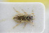  (Helophorus longitarsis - GBOLRL0409)  @11 [ ] CreativeCommons - Attribution Non-Commercial Share-Alike (2016) SNSB, Staatliche Naturwissenschaftliche Sammlungen Bayerns ZSM (SNSB, Zoologische Staatssammlung Muenchen)