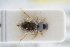  (Laccobius atrocephalus - GBOLRL0414)  @11 [ ] CreativeCommons - Attribution Non-Commercial Share-Alike (2016) SNSB, Staatliche Naturwissenschaftliche Sammlungen Bayerns ZSM (SNSB, Zoologische Staatssammlung Muenchen)