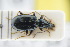  (Bembidion longipes - GBOLRL0469)  @11 [ ] CreativeCommons - Attribution Non-Commercial Share-Alike (2016) SNSB, Staatliche Naturwissenschaftliche Sammlungen Bayerns ZSM (SNSB, Zoologische Staatssammlung Muenchen)