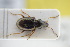  (Bembidion splendidum - GBOLRL0496)  @11 [ ] CreativeCommons - Attribution Non-Commercial Share-Alike (2016) SNSB, Staatliche Naturwissenschaftliche Sammlungen Bayerns ZSM (SNSB, Zoologische Staatssammlung Muenchen)