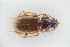  (Trechus austriacus - GBOLRL0513)  @11 [ ] CreativeCommons - Attribution Non-Commercial Share-Alike (2016) SNSB, Staatliche Naturwissenschaftliche Sammlungen Bayerns ZSM (SNSB, Zoologische Staatssammlung Muenchen)