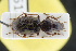  (Harpalus cephalotes - GBOLRL0518)  @11 [ ] CreativeCommons - Attribution Non-Commercial Share-Alike (2016) SNSB, Staatliche Naturwissenschaftliche Sammlungen Bayerns ZSM (SNSB, Zoologische Staatssammlung Muenchen)