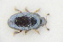  (Brassicogethes czwalinai - GBOLRL0536)  @11 [ ] CreativeCommons - Attribution Non-Commercial Share-Alike (2016) SNSB, Staatliche Naturwissenschaftliche Sammlungen Bayerns ZSM (SNSB, Zoologische Staatssammlung Muenchen)