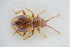  (Dapsa denticollis - GBOLRL0572)  @11 [ ] CreativeCommons - Attribution Non-Commercial Share-Alike (2016) SNSB, Staatliche Naturwissenschaftliche Sammlungen Bayerns ZSM (SNSB, Zoologische Staatssammlung Muenchen)