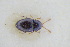  (Atomaria procerula - GBOLRL0606)  @11 [ ] CreativeCommons - Attribution Non-Commercial Share-Alike (2016) SNSB, Staatliche Naturwissenschaftliche Sammlungen Bayerns ZSM (SNSB, Zoologische Staatssammlung Muenchen)