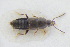  (Myllaena gracilicornis - GBOLRL0829)  @11 [ ] CreativeCommons - Attribution Non-Commercial Share-Alike (2016) SNSB, Staatliche Naturwissenschaftliche Sammlungen Bayerns ZSM (SNSB, Zoologische Staatssammlung Muenchen)