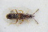  (Pronomaea rostrata - GBOLRL0832)  @11 [ ] CreativeCommons - Attribution Non-Commercial Share-Alike (2016) SNSB, Staatliche Naturwissenschaftliche Sammlungen Bayerns ZSM (SNSB, Zoologische Staatssammlung Muenchen)