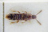  (Silusa rubra - GBOLRL0838)  @11 [ ] CreativeCommons - Attribution Non-Commercial Share-Alike (2016) SNSB, Staatliche Naturwissenschaftliche Sammlungen Bayerns ZSM (SNSB, Zoologische Staatssammlung Muenchen)