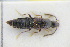  (Oxypoda lugubris - GBOLRL0859)  @11 [ ] CreativeCommons - Attribution Non-Commercial Share-Alike (2016) SNSB, Staatliche Naturwissenschaftliche Sammlungen Bayerns ZSM (SNSB, Zoologische Staatssammlung Muenchen)