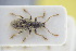  (Phyllobius cinerascens - GBOLRL1004)  @11 [ ] CreativeCommons - Attribution Non-Commercial Share-Alike (2016) SNSB, Staatliche Naturwissenschaftliche Sammlungen Bayerns ZSM (SNSB, Zoologische Staatssammlung Muenchen)