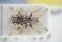  (Phyllobius brevis - GBOLRL1005)  @11 [ ] CreativeCommons - Attribution Non-Commercial Share-Alike (2016) SNSB, Staatliche Naturwissenschaftliche Sammlungen Bayerns ZSM (SNSB, Zoologische Staatssammlung Muenchen)