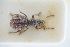  (Brachysomus hirtus - GBOLRL1014)  @11 [ ] CreativeCommons - Attribution Non-Commercial Share-Alike (2016) SNSB, Staatliche Naturwissenschaftliche Sammlungen Bayerns ZSM (SNSB, Zoologische Staatssammlung Muenchen)