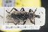  (Coniocleonus nigrosuturatus - GBOLRL1043)  @11 [ ] CreativeCommons - Attribution Non-Commercial Share-Alike (2016) SNSB, Staatliche Naturwissenschaftliche Sammlungen Bayerns ZSM (SNSB, Zoologische Staatssammlung Muenchen)