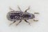  (Rhyncolus punctatulus - GBOLRL1055)  @11 [ ] CreativeCommons - Attribution Non-Commercial Share-Alike (2016) SNSB, Staatliche Naturwissenschaftliche Sammlungen Bayerns ZSM (SNSB, Zoologische Staatssammlung Muenchen)