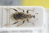  (Bagoinae - GBOLRL1059)  @14 [ ] CreativeCommons - Attribution Non-Commercial Share-Alike (2016) SNSB, Staatliche Naturwissenschaftliche Sammlungen Bayerns ZSM (SNSB, Zoologische Staatssammlung Muenchen)