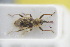  (Bagous rotundicollis - GBOLRL1062)  @11 [ ] CreativeCommons - Attribution Non-Commercial Share-Alike (2016) SNSB, Staatliche Naturwissenschaftliche Sammlungen Bayerns ZSM (SNSB, Zoologische Staatssammlung Muenchen)