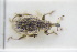  (Bagous puncticollis - GBOLRL1066)  @11 [ ] CreativeCommons - Attribution Non-Commercial Share-Alike (2016) SNSB, Staatliche Naturwissenschaftliche Sammlungen Bayerns ZSM (SNSB, Zoologische Staatssammlung Muenchen)