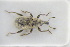  ( - GBOLRL1068)  @11 [ ] CreativeCommons - Attribution Non-Commercial Share-Alike (2016) SNSB, Staatliche Naturwissenschaftliche Sammlungen Bayerns ZSM (SNSB, Zoologische Staatssammlung Muenchen)