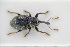  ( - GBOLRL1071)  @11 [ ] CreativeCommons - Attribution Non-Commercial Share-Alike (2016) SNSB, Staatliche Naturwissenschaftliche Sammlungen Bayerns ZSM (SNSB, Zoologische Staatssammlung Muenchen)