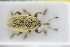  (Tychius trivialis - GBOLRL1074)  @11 [ ] CreativeCommons - Attribution Non-Commercial Share-Alike (2016) SNSB, Staatliche Naturwissenschaftliche Sammlungen Bayerns ZSM (SNSB, Zoologische Staatssammlung Muenchen)