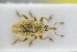  (Tychius sharpi - GBOLRL1078)  @11 [ ] CreativeCommons - Attribution Non-Commercial Share-Alike (2016) SNSB, Staatliche Naturwissenschaftliche Sammlungen Bayerns ZSM (SNSB, Zoologische Staatssammlung Muenchen)