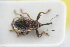  (Anthonomus kirschi - GBOLRL1088)  @11 [ ] CreativeCommons - Attribution Non-Commercial Share-Alike (2016) SNSB, Staatliche Naturwissenschaftliche Sammlungen Bayerns ZSM (SNSB, Zoologische Staatssammlung Muenchen)